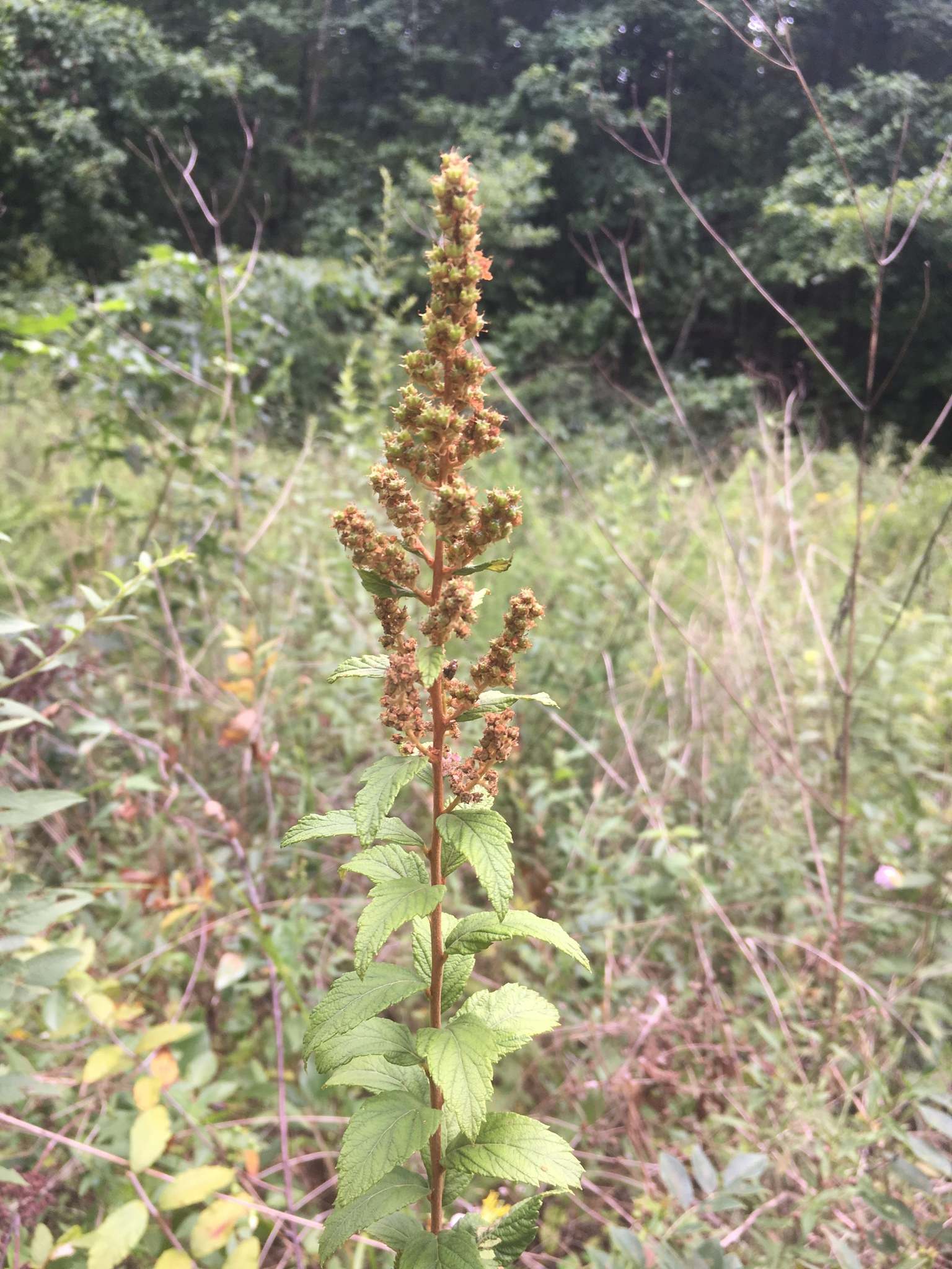 Spiraea tomentosa