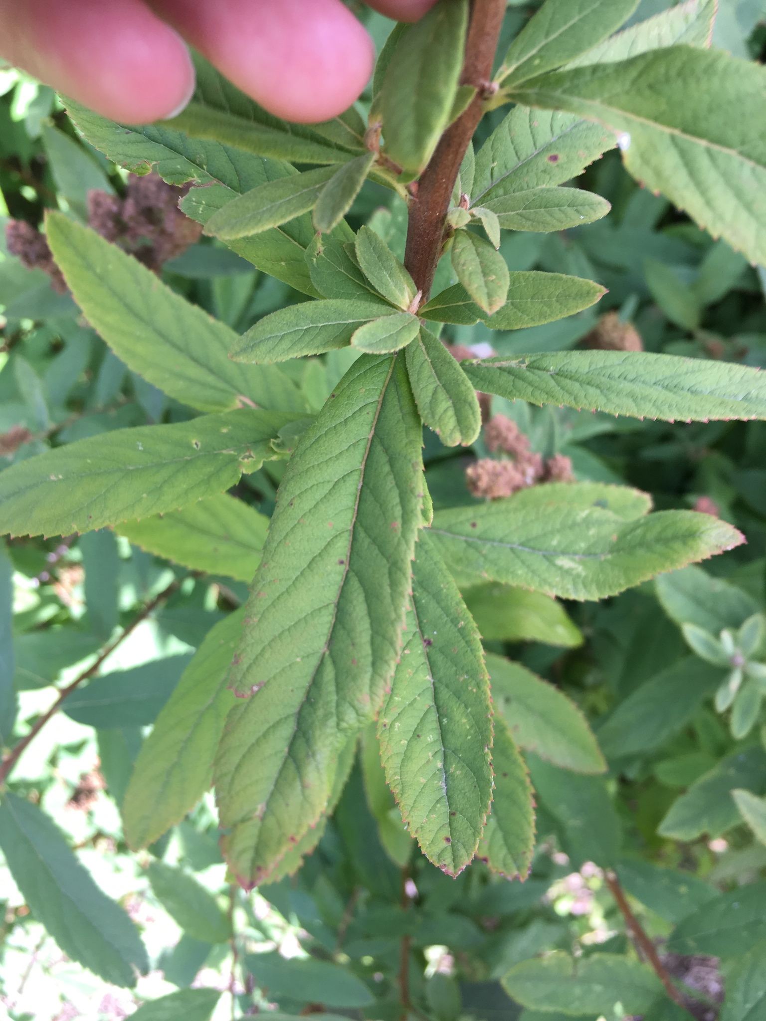 Spiraea tomentosa