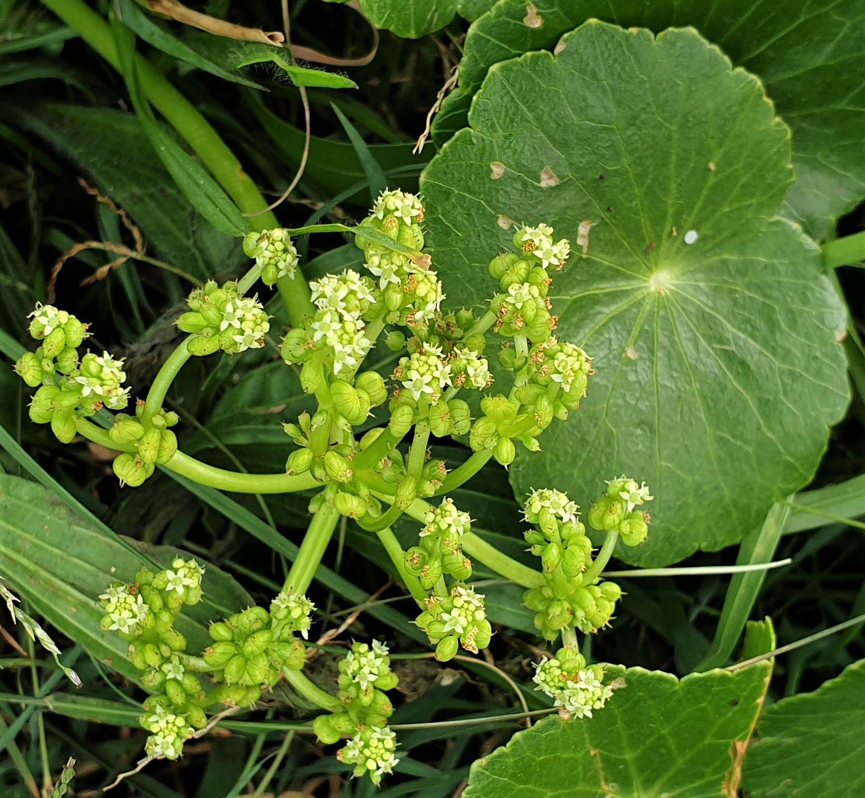 Hydrocotyle verticillata