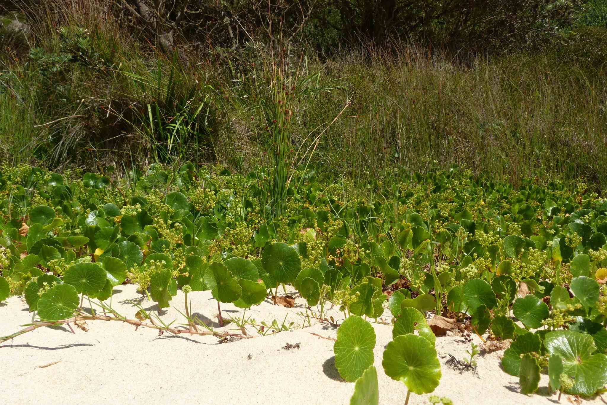Hydrocotyle verticillata