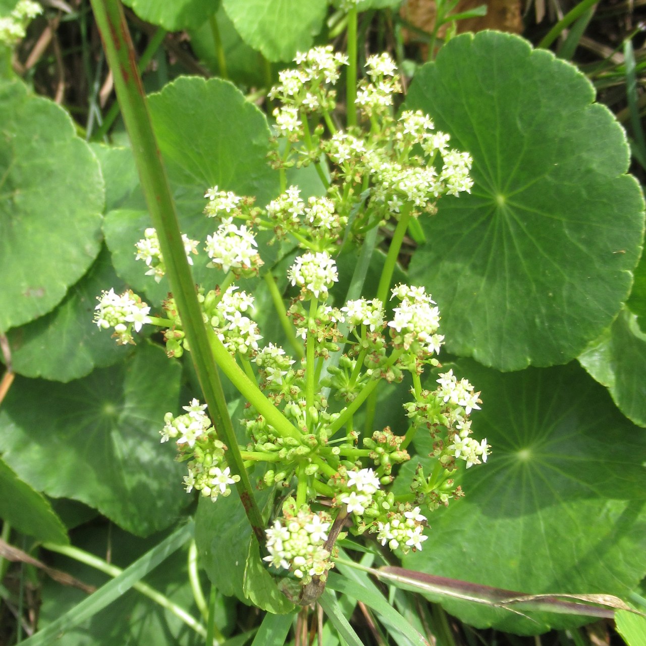 Hydrocotyle verticillata