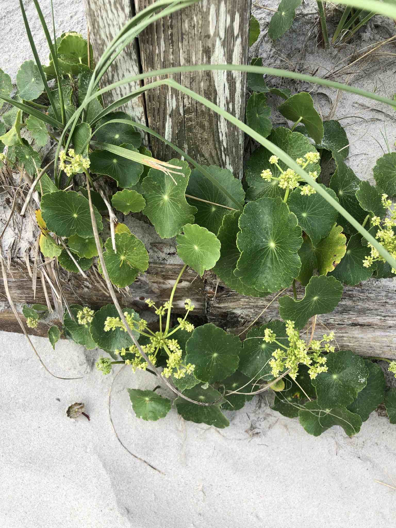Hydrocotyle verticillata