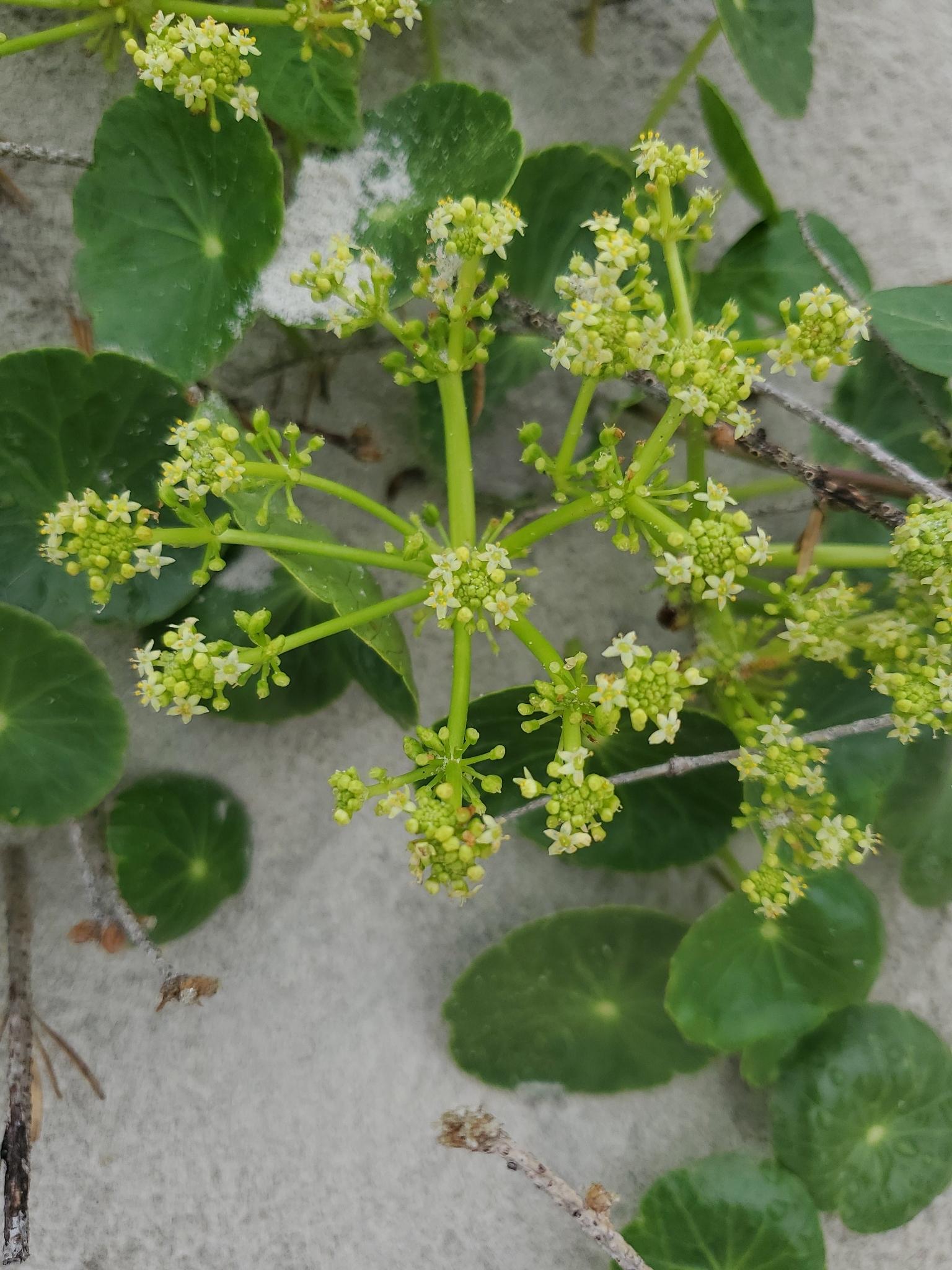 Hydrocotyle verticillata