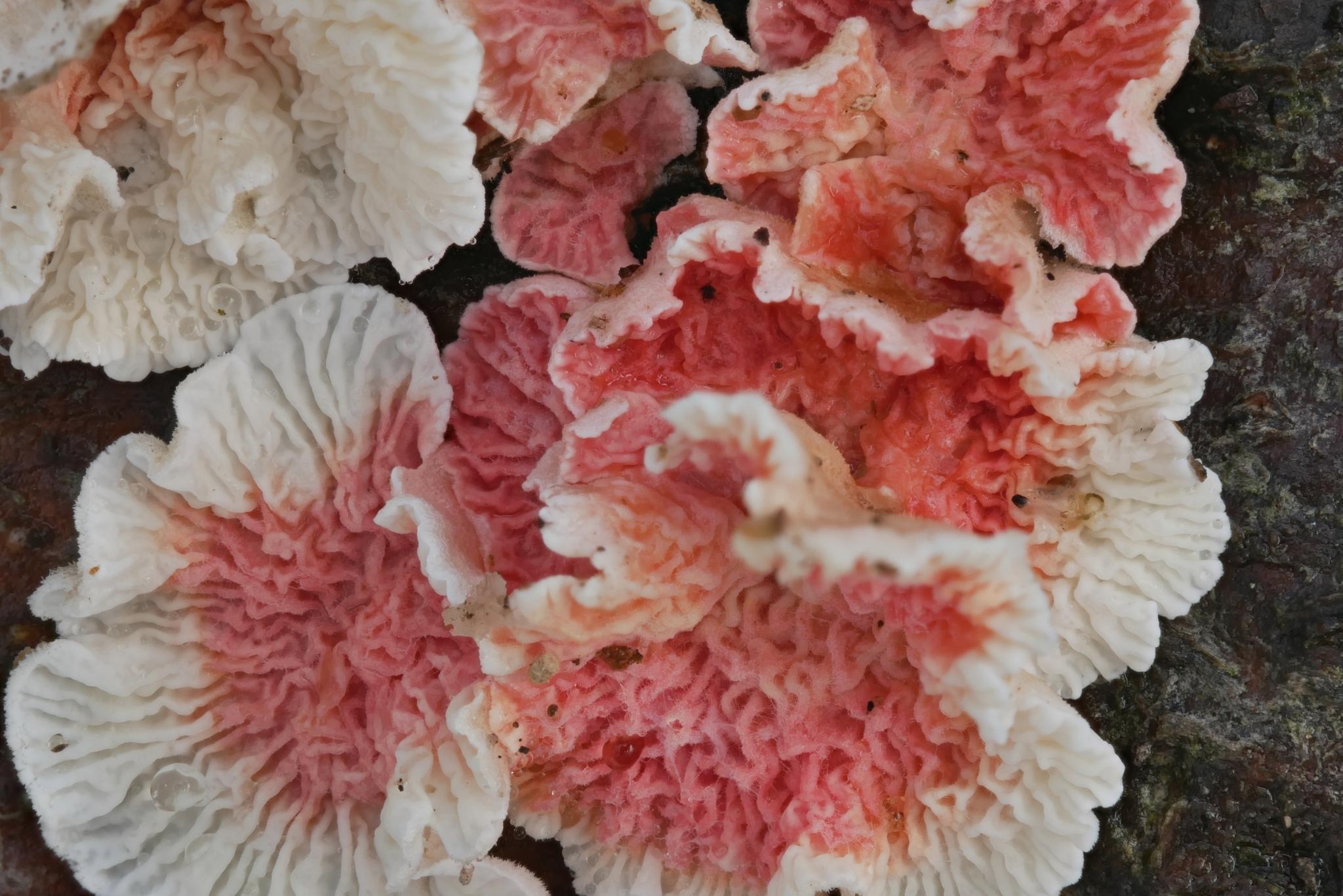 Serratia marcescens