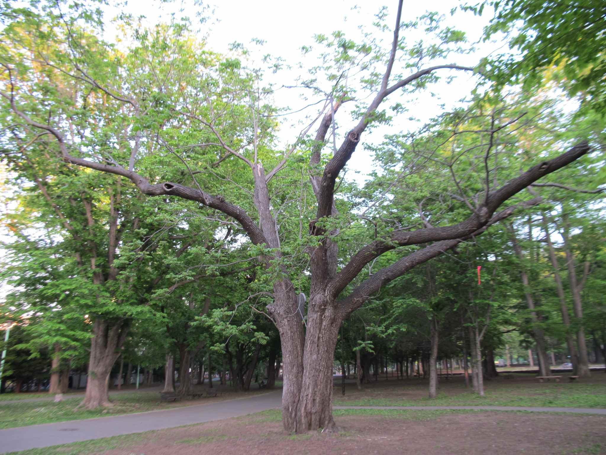Juglans ailanthifolia