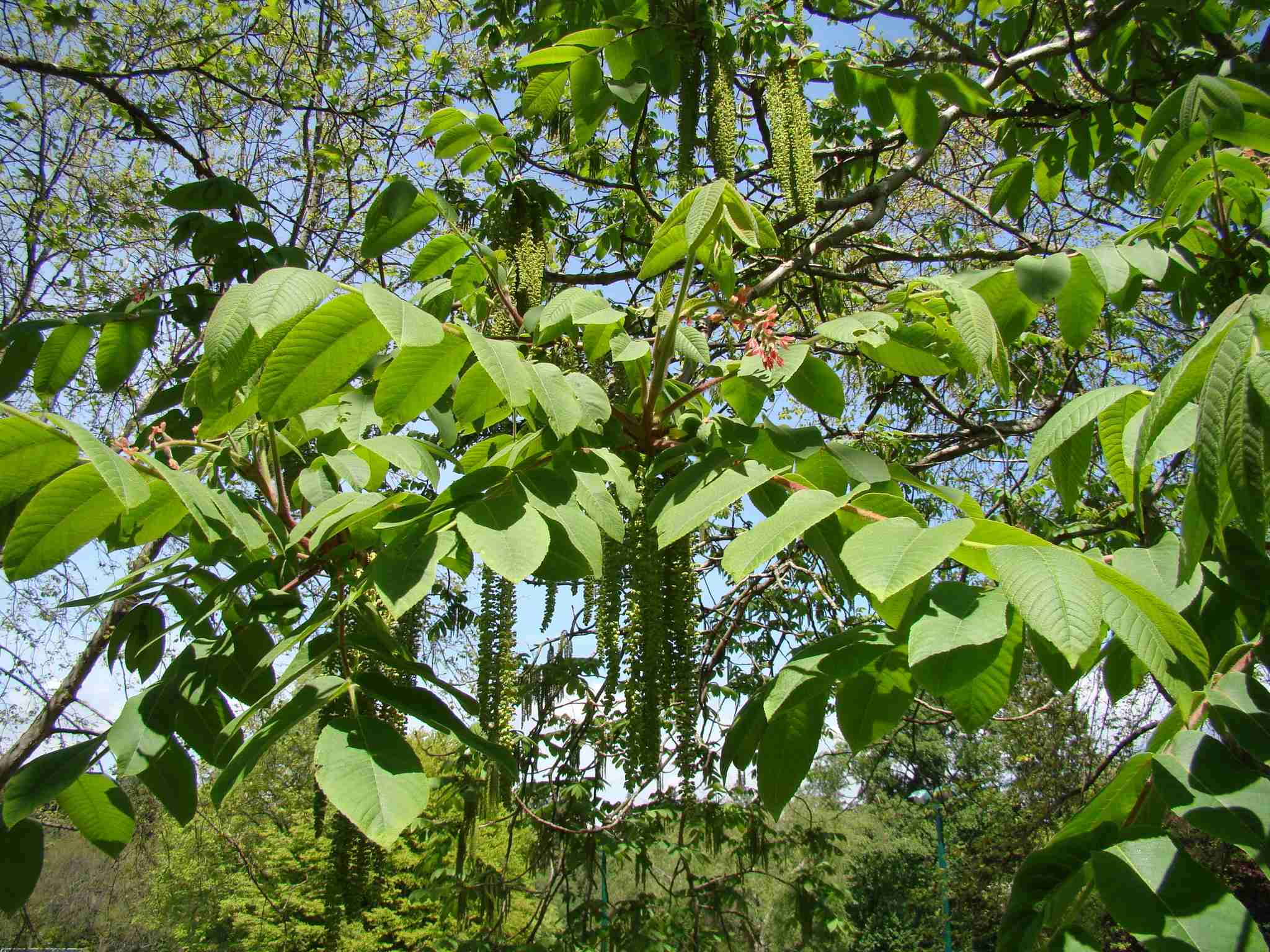 Juglans ailanthifolia