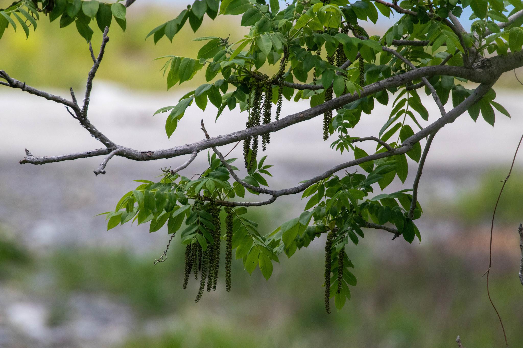 Juglans ailanthifolia