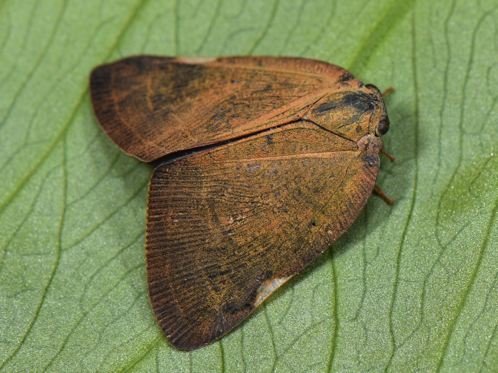 Pochazia shantungensis