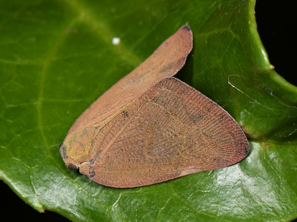 Pochazia shantungensis