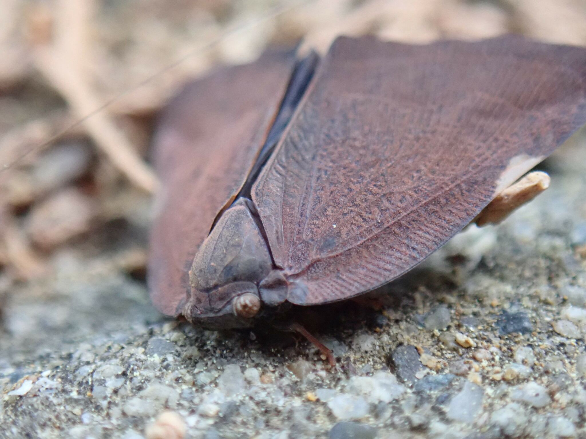Pochazia shantungensis