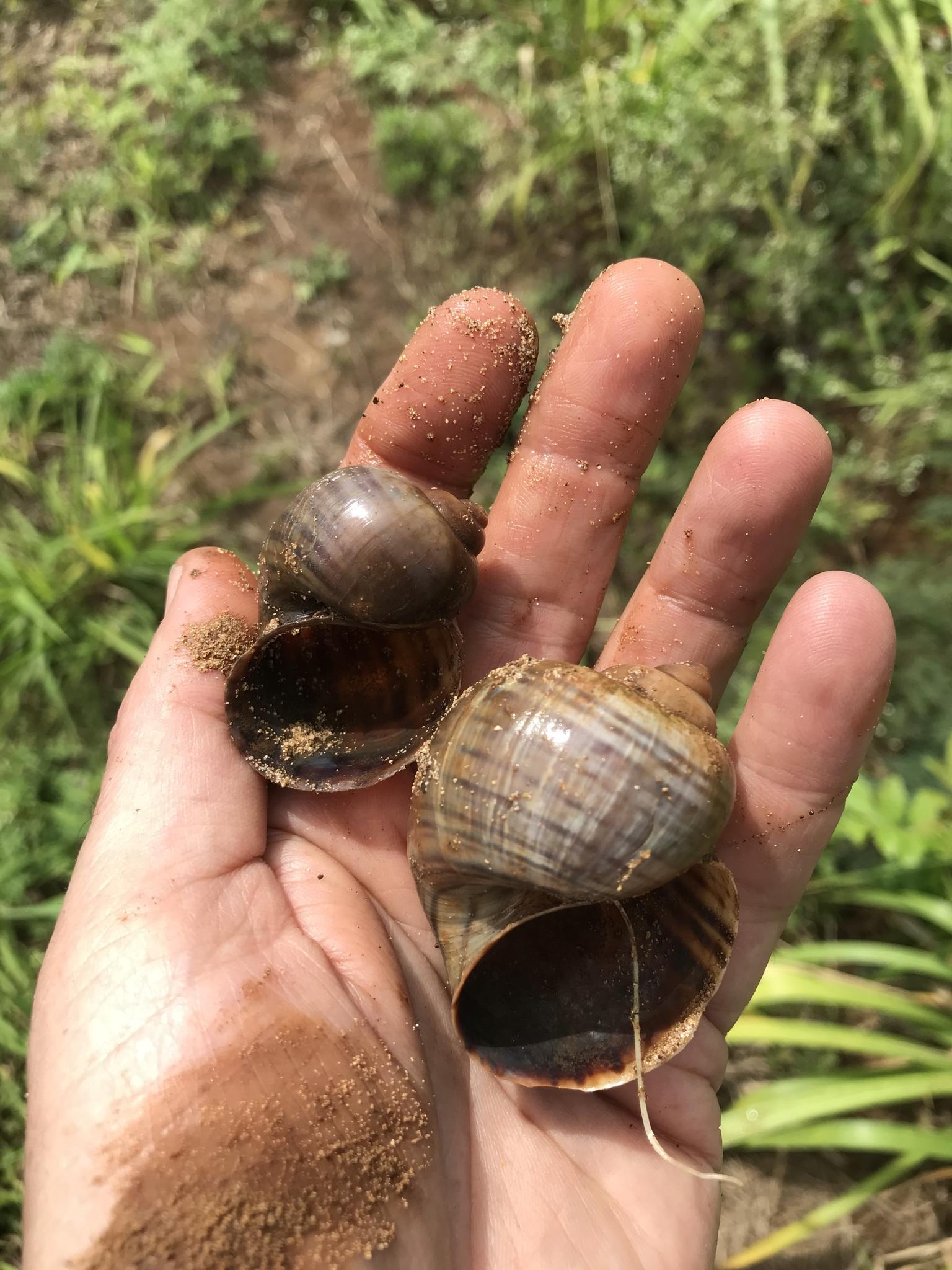 Pomacea canaliculata