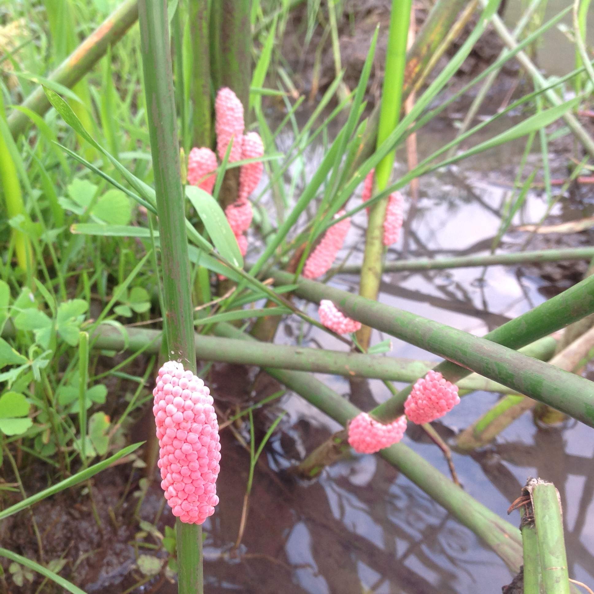 Pomacea canaliculata