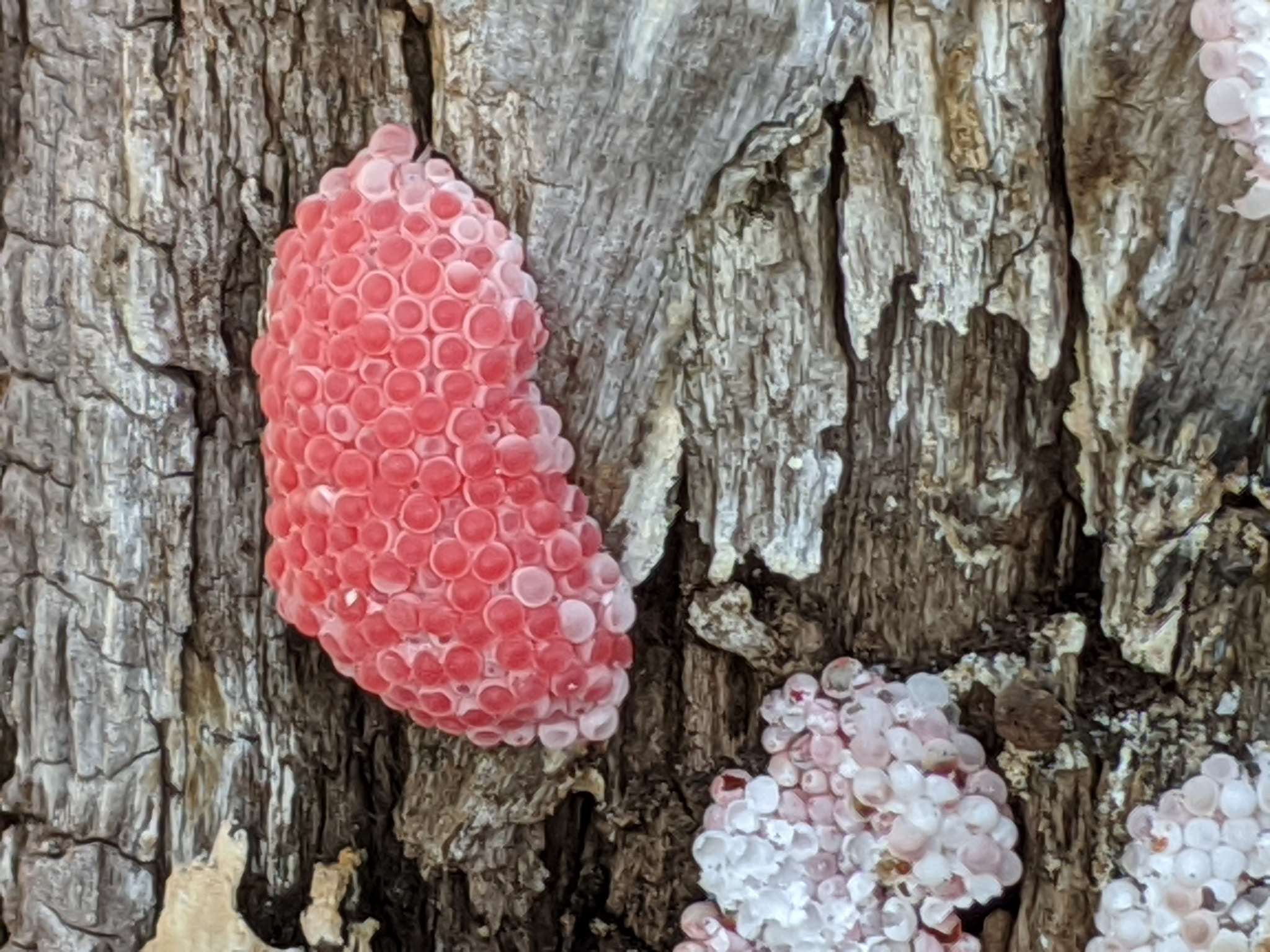Pomacea canaliculata