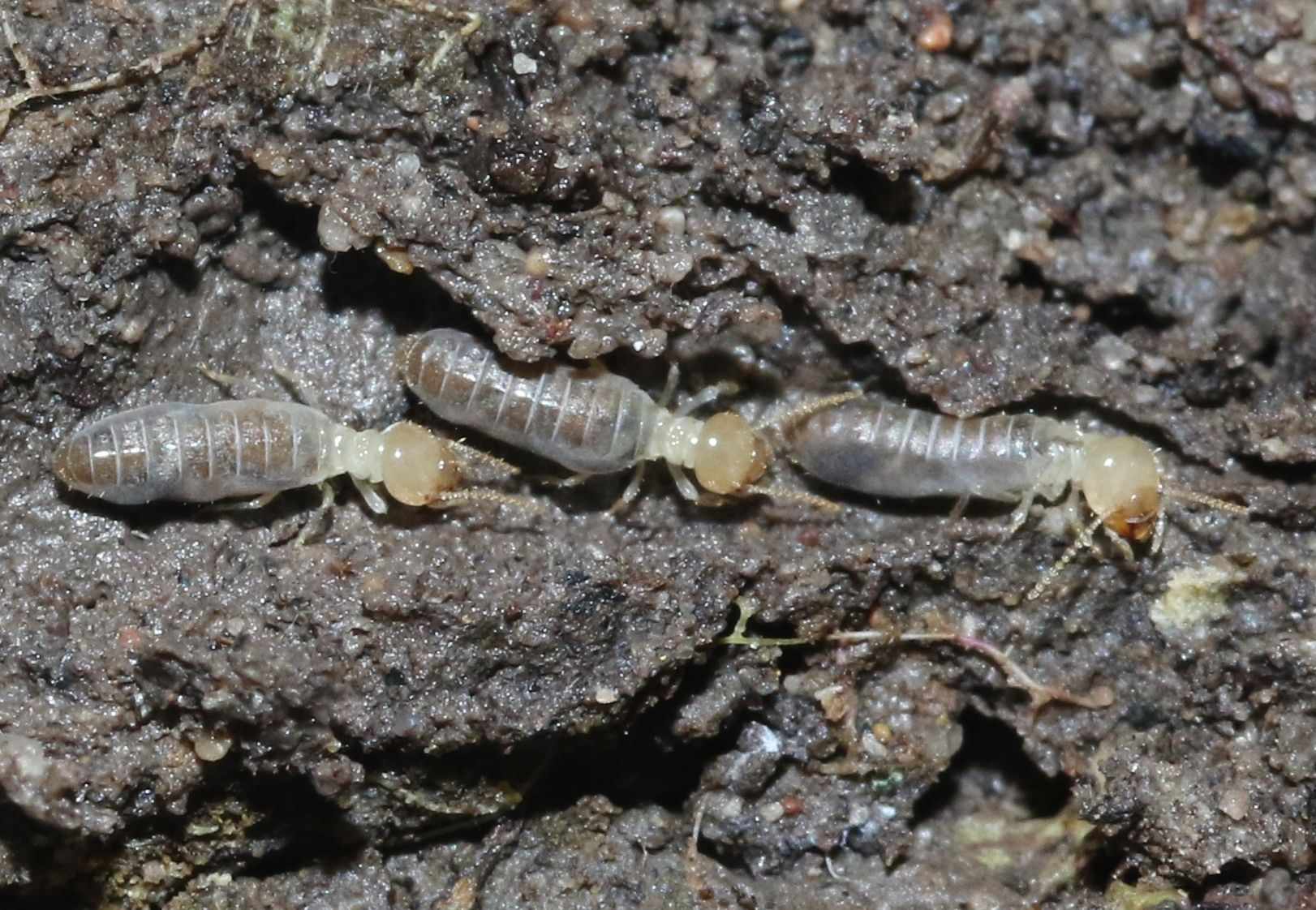 Anoplotermes