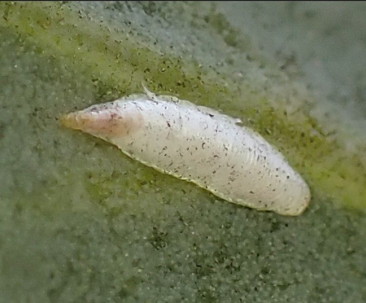 Rolaspis