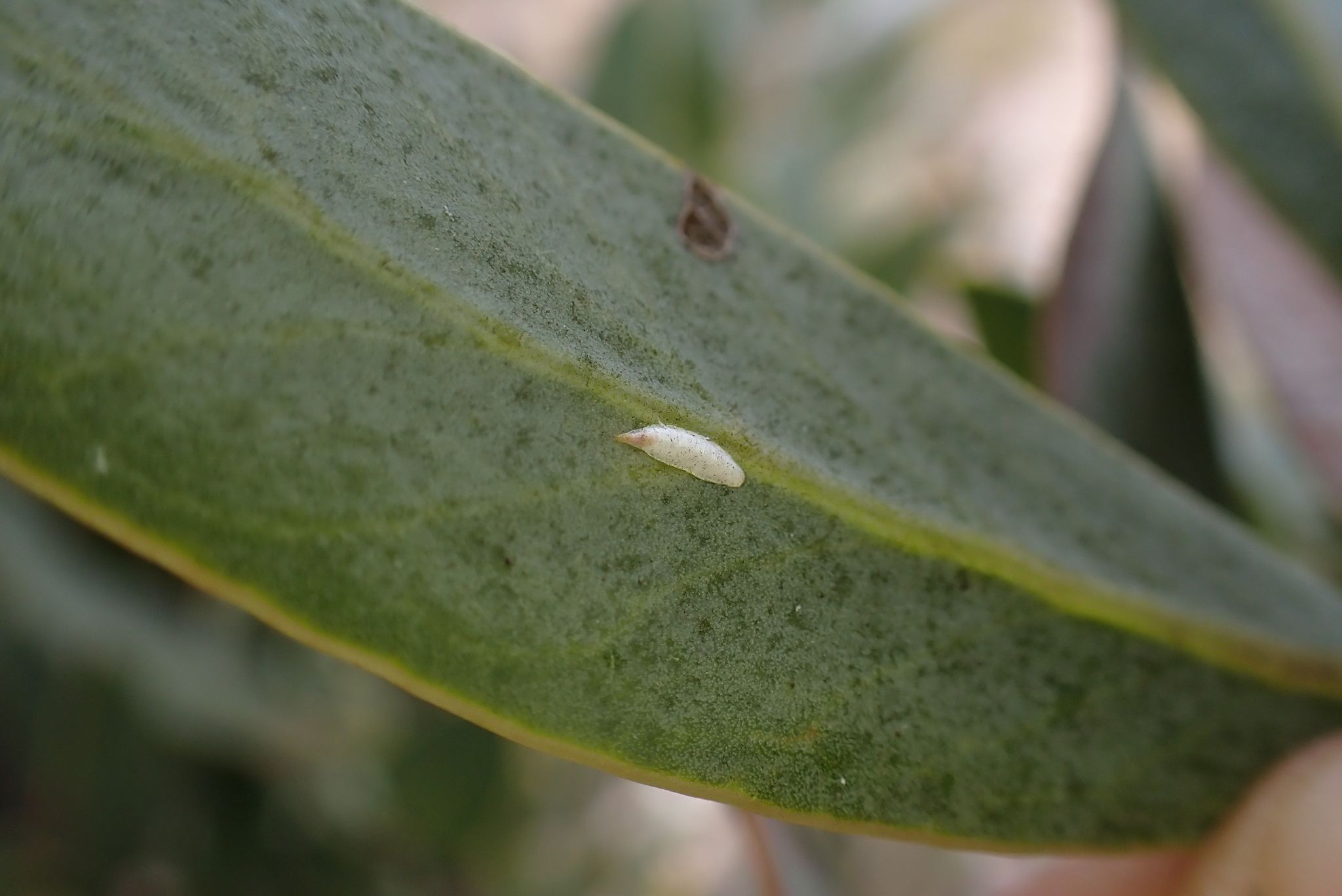 Rolaspis