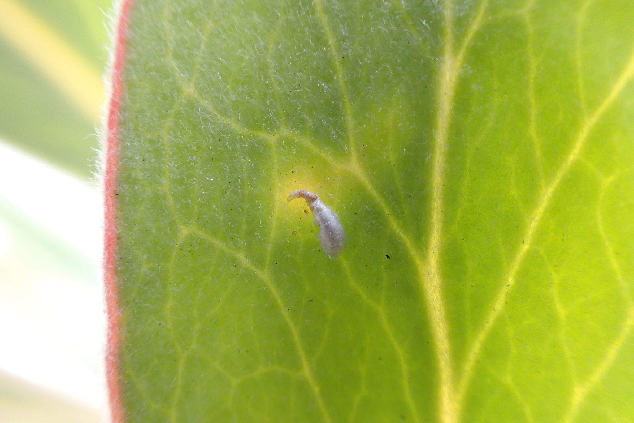 Rolaspis