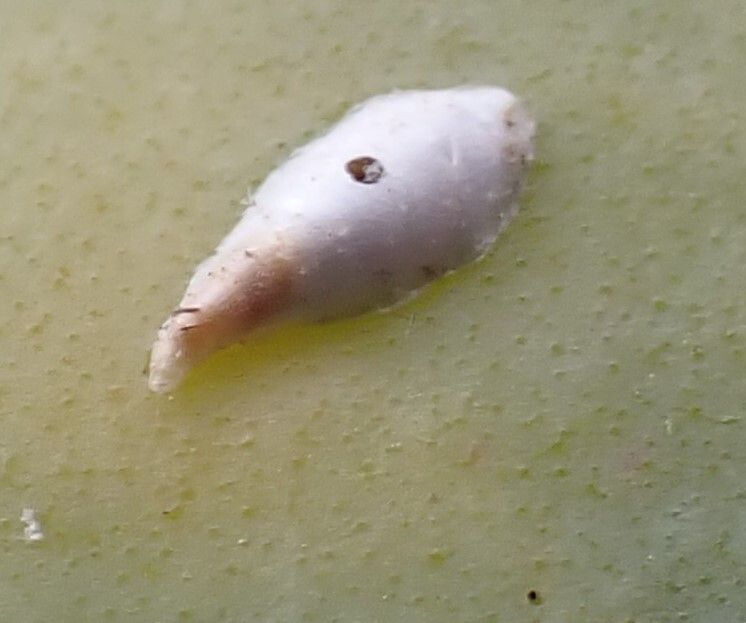 Rolaspis