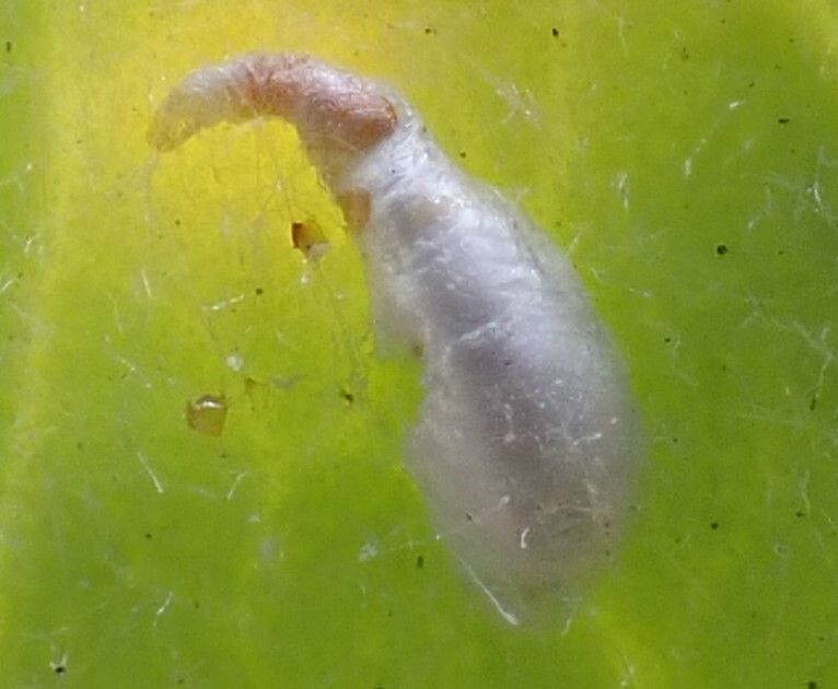 Rolaspis