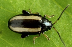 Phyllotreta nemorum