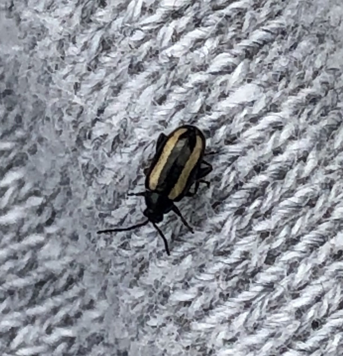 Phyllotreta nemorum