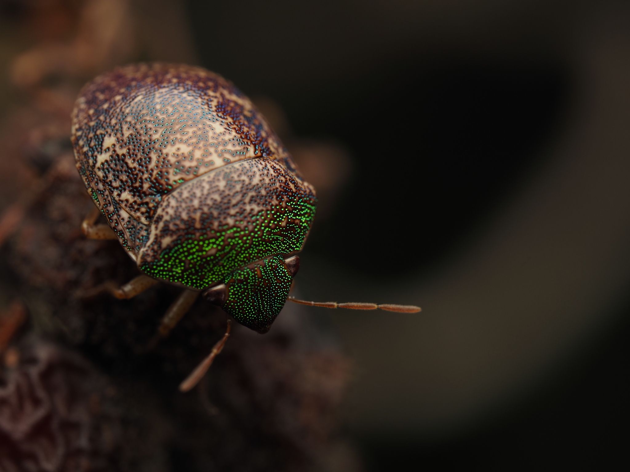 Diolcus