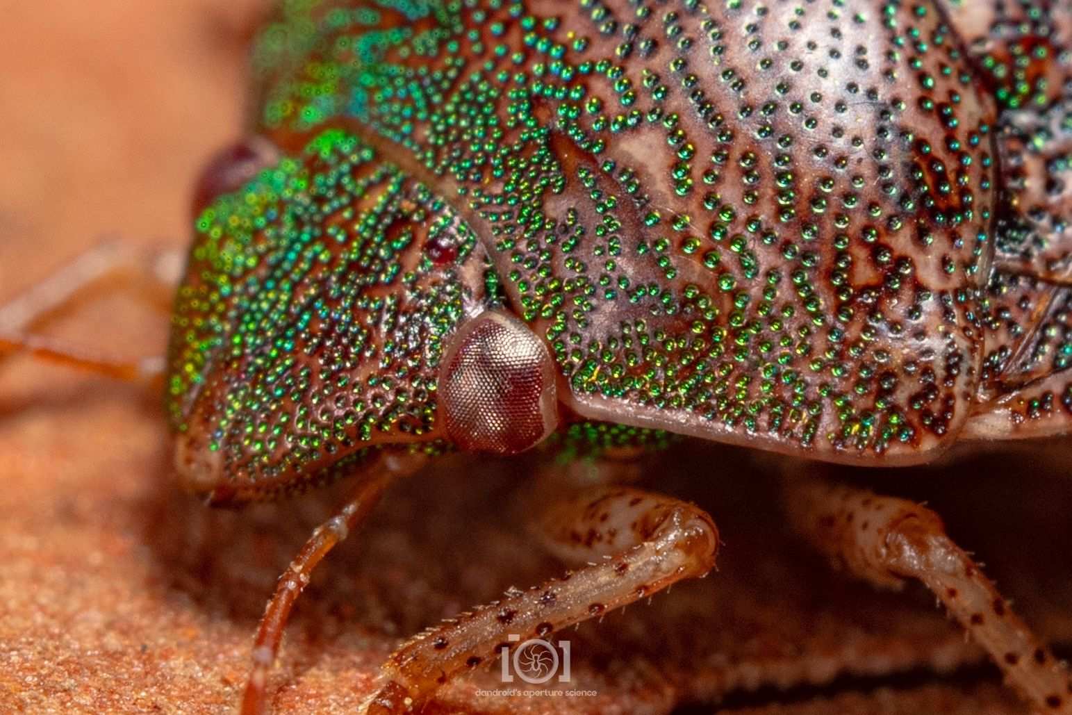 Diolcus