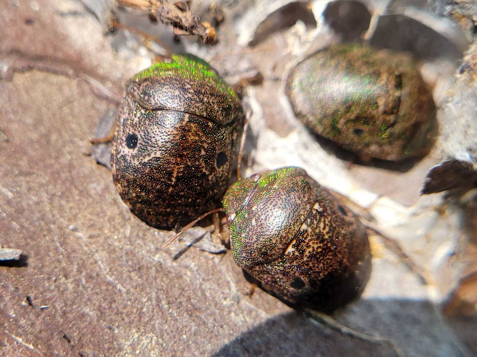 Diolcus