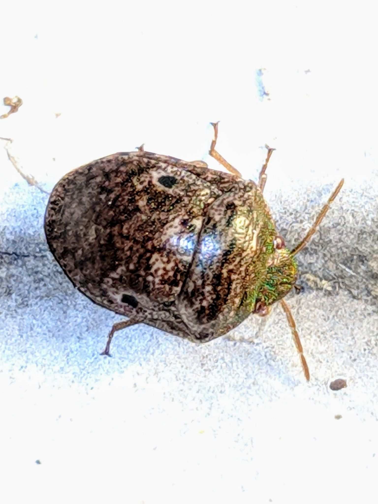 Diolcus