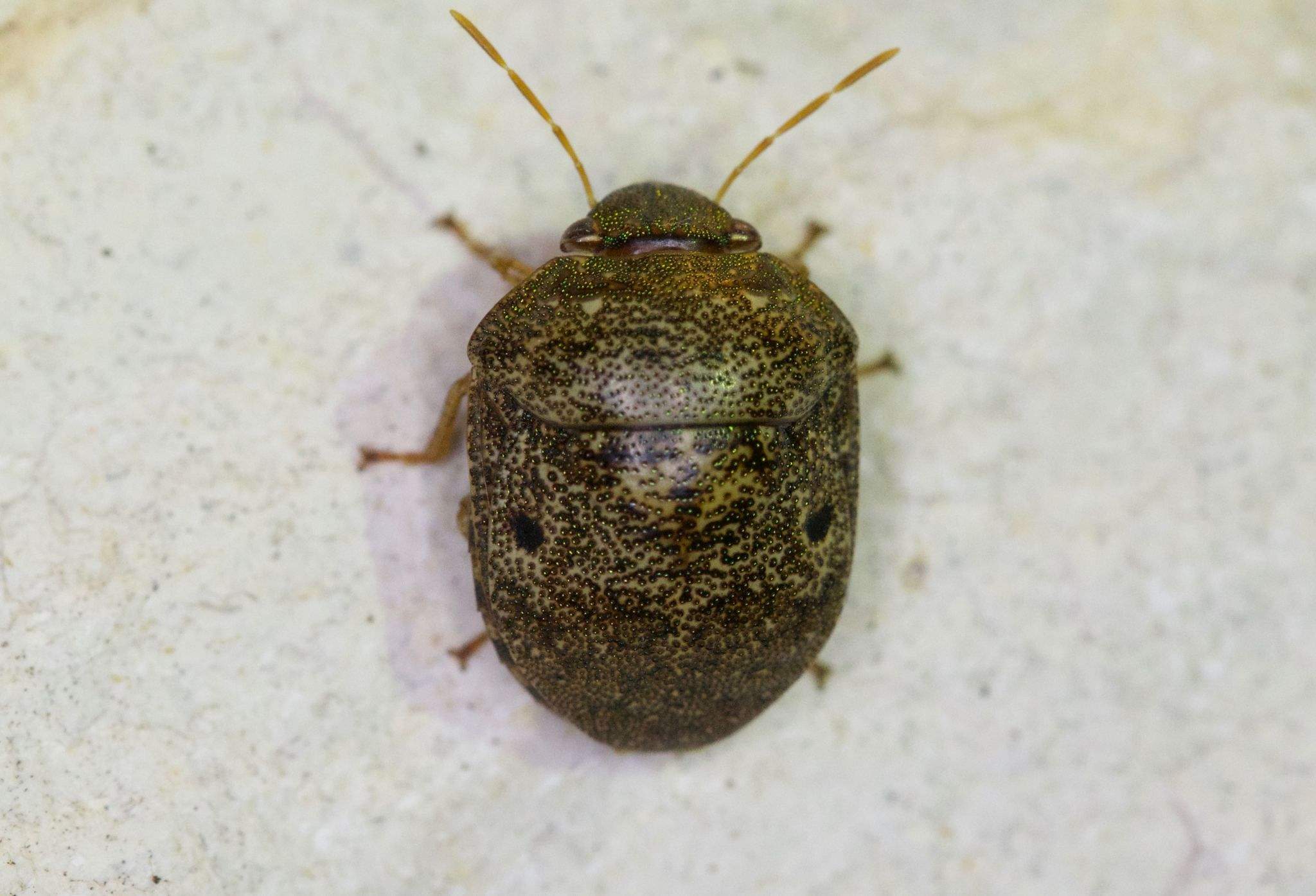 Diolcus