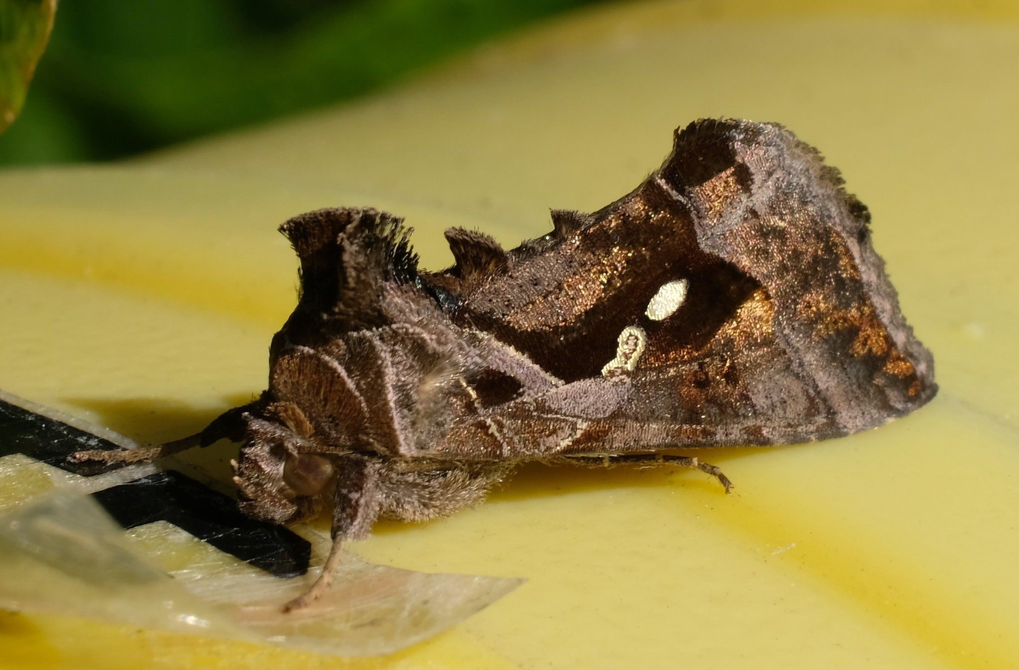 Chrysodeixis eriosoma