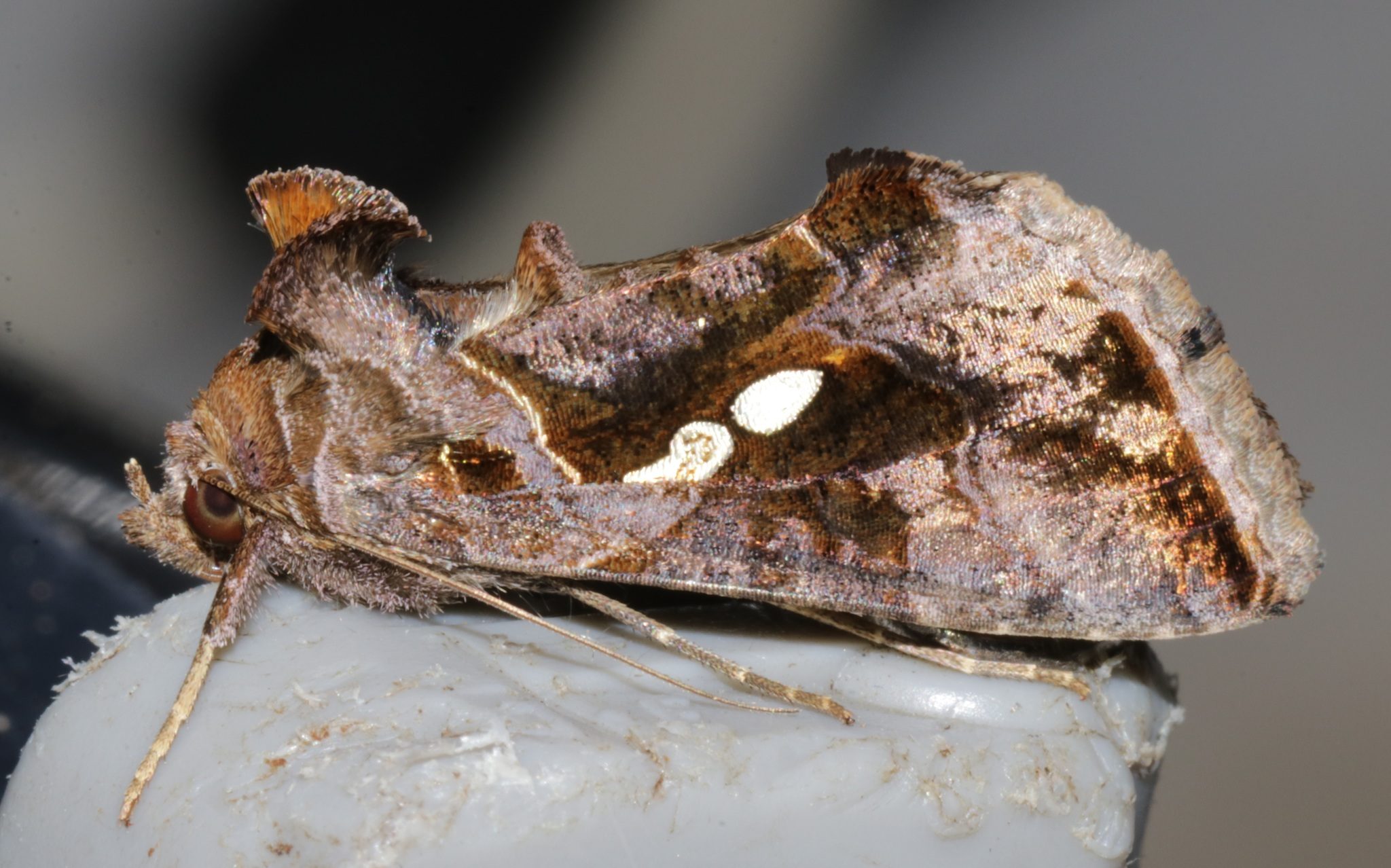 Chrysodeixis eriosoma