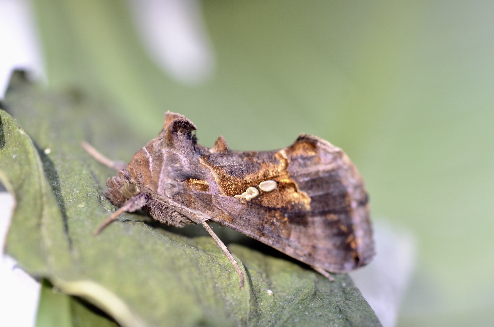Chrysodeixis eriosoma