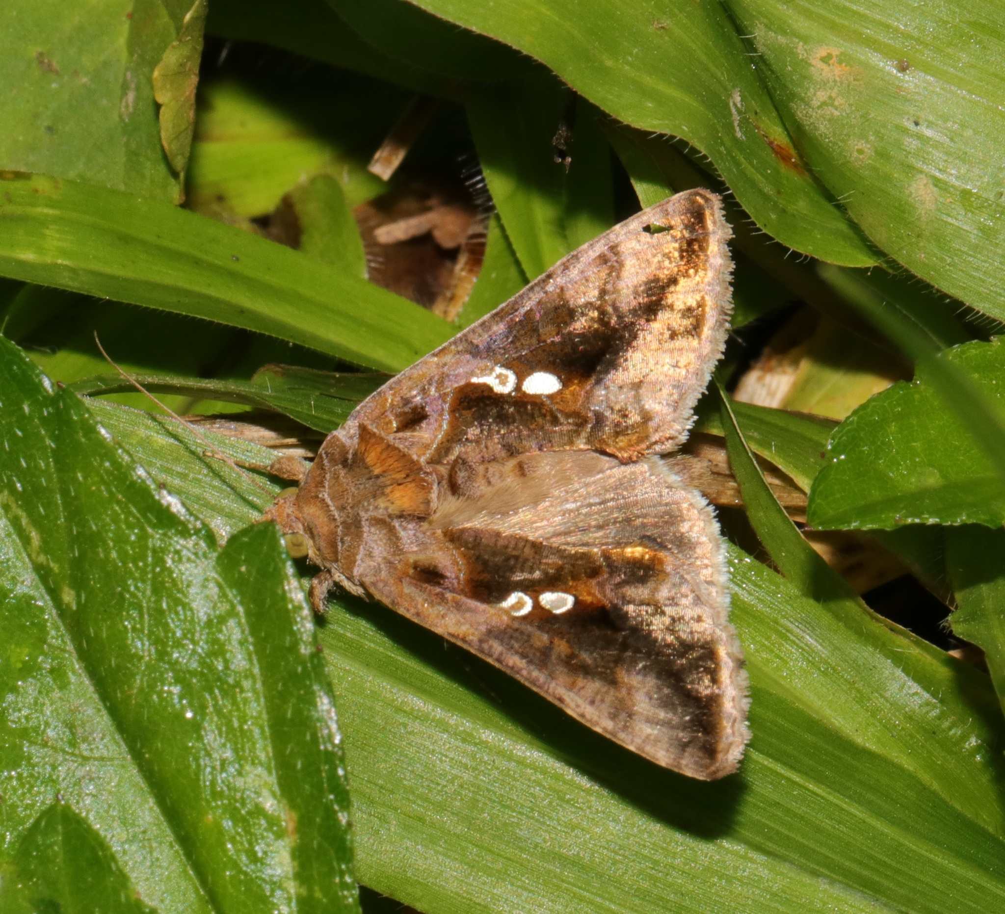 Chrysodeixis eriosoma