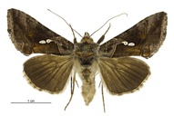 Chrysodeixis eriosoma