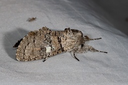 Chilecomadia valdiviana