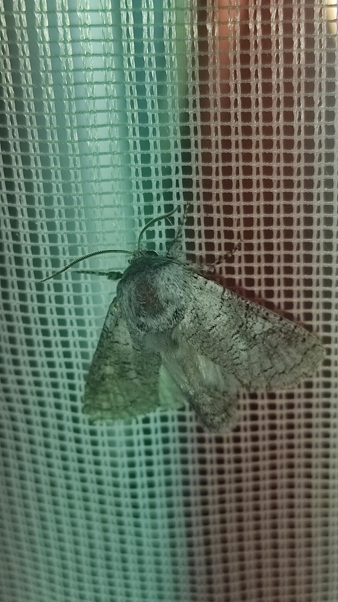 Chilecomadia valdiviana