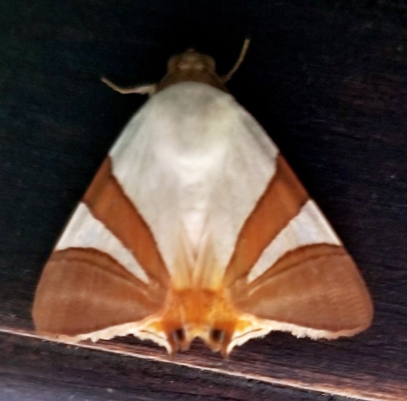 Eulepidotis