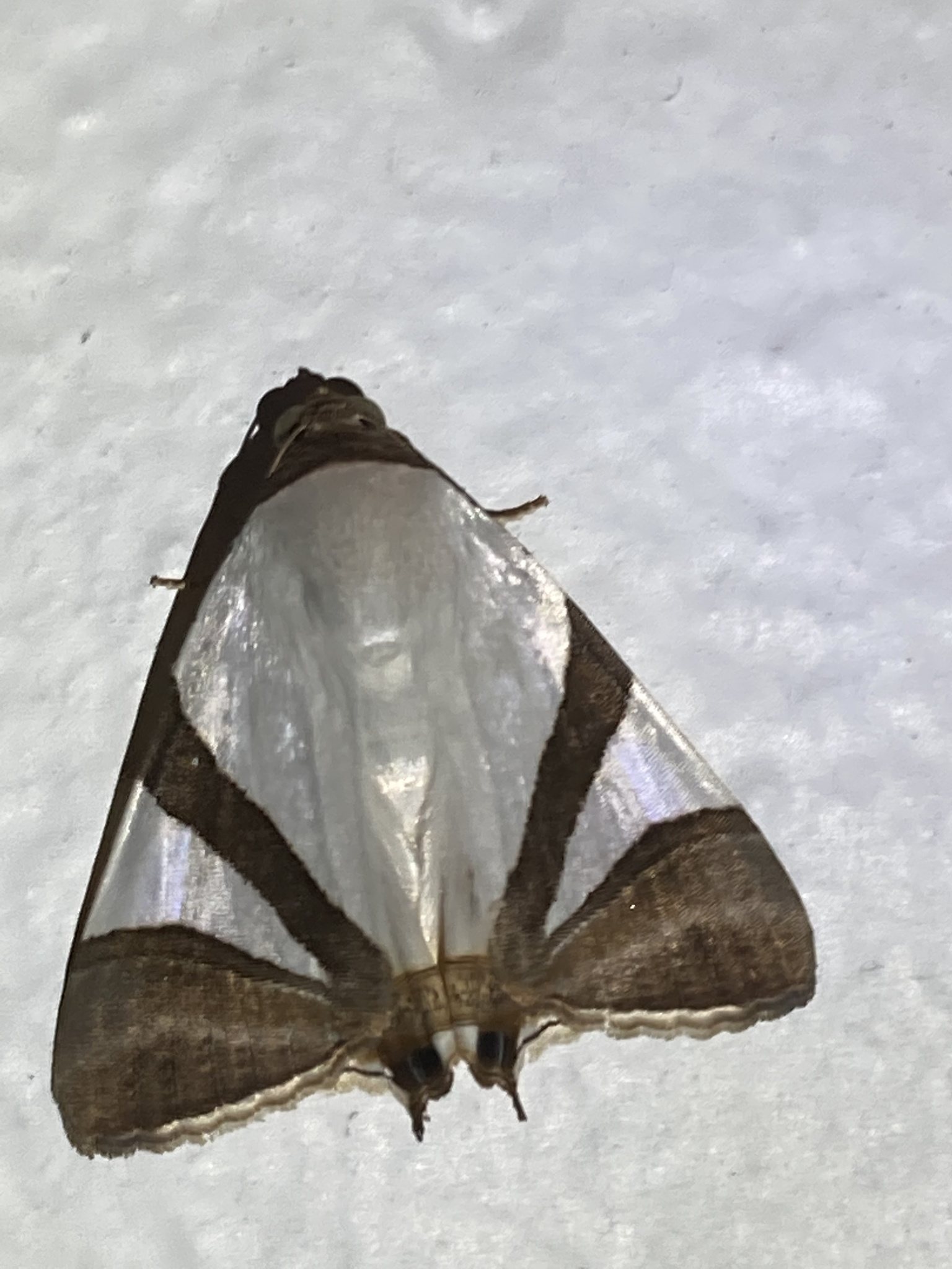 Eulepidotis