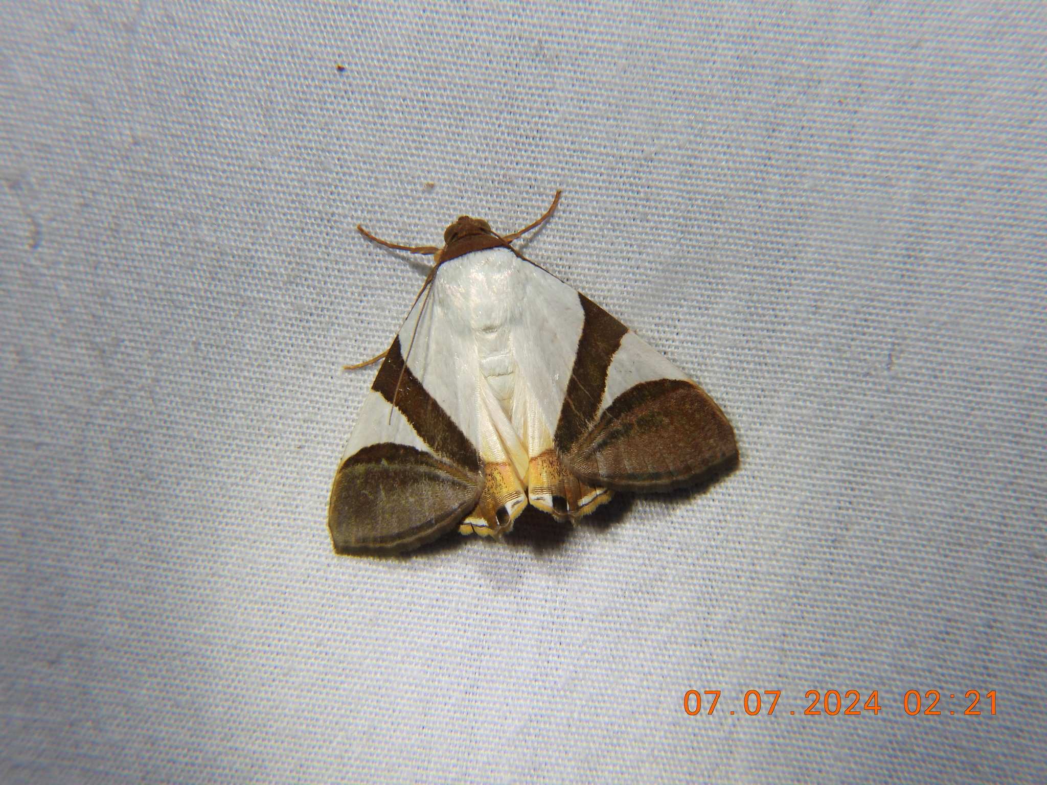 Eulepidotis