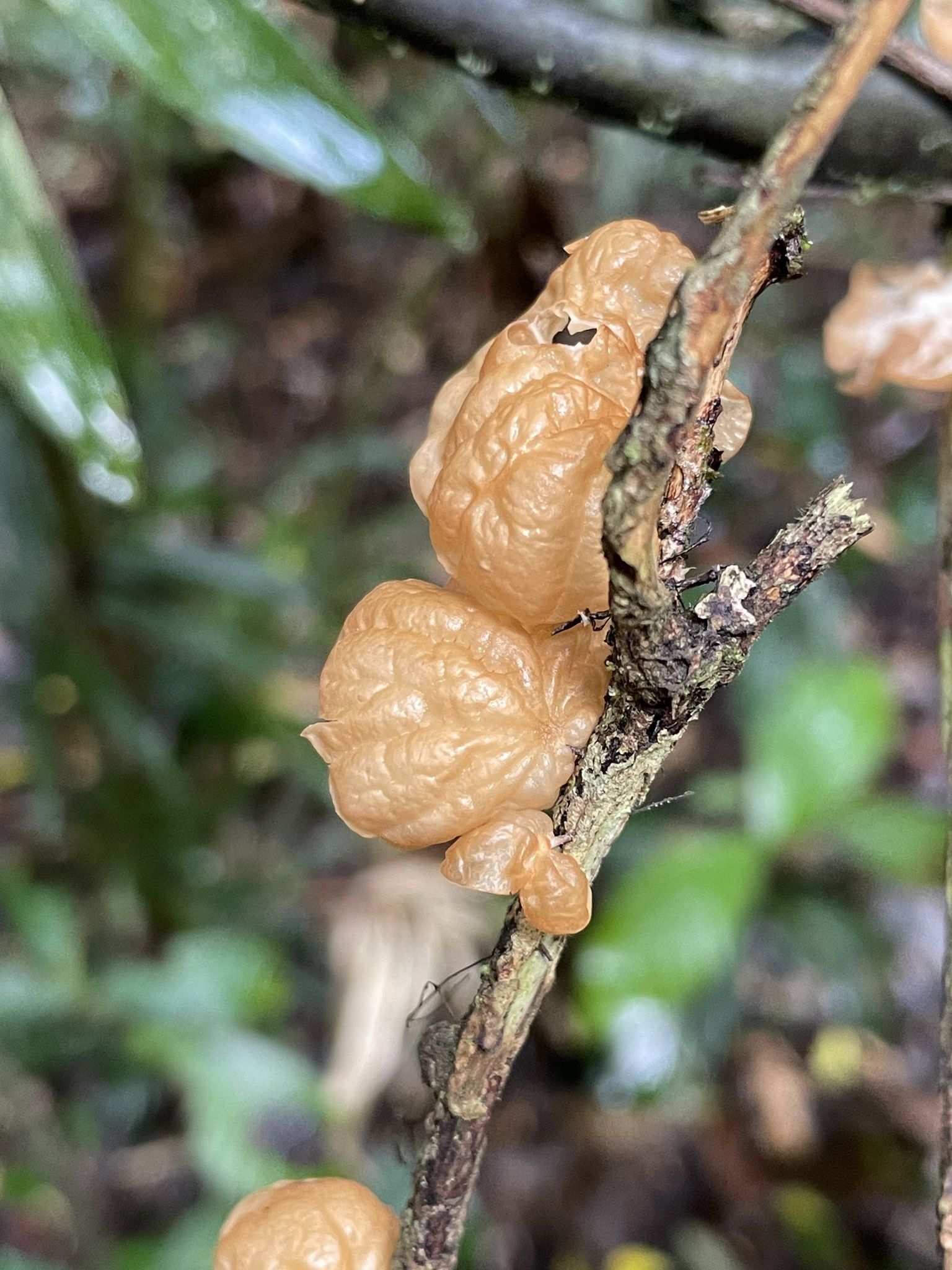 Marasmius tenuissimus