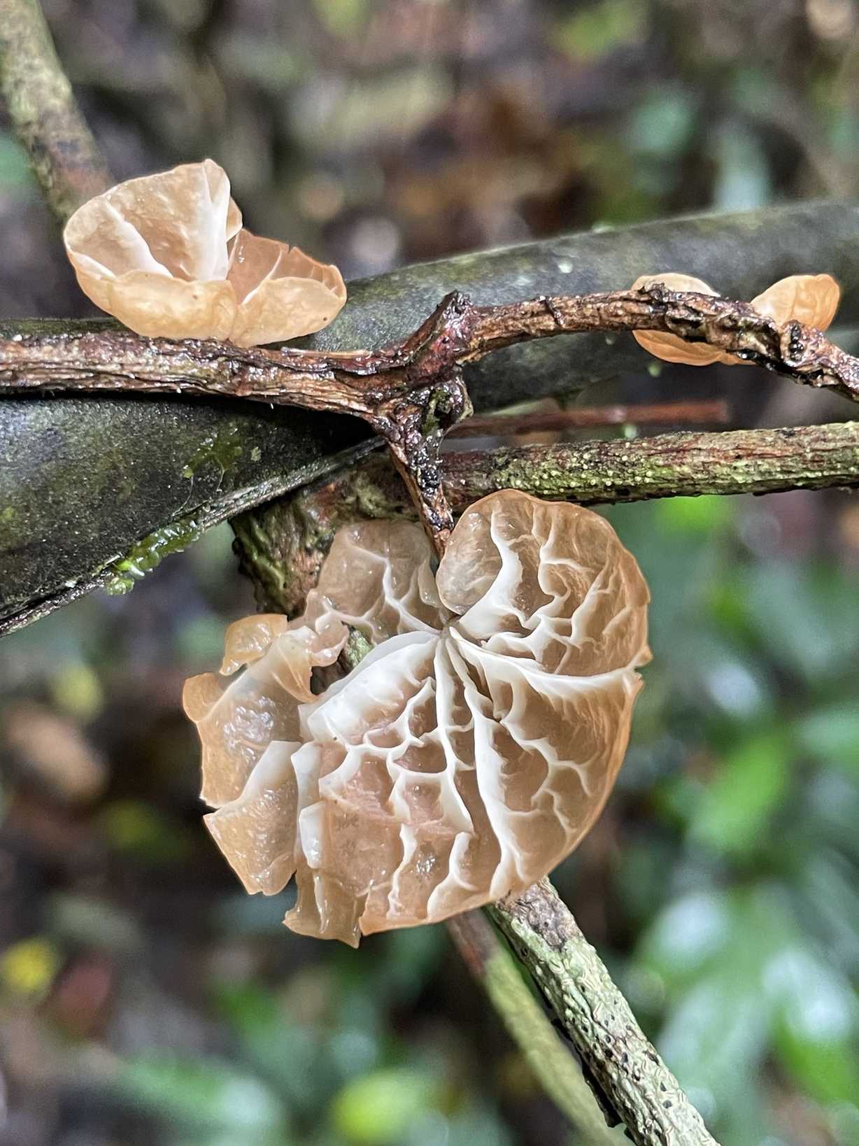 Marasmius tenuissimus