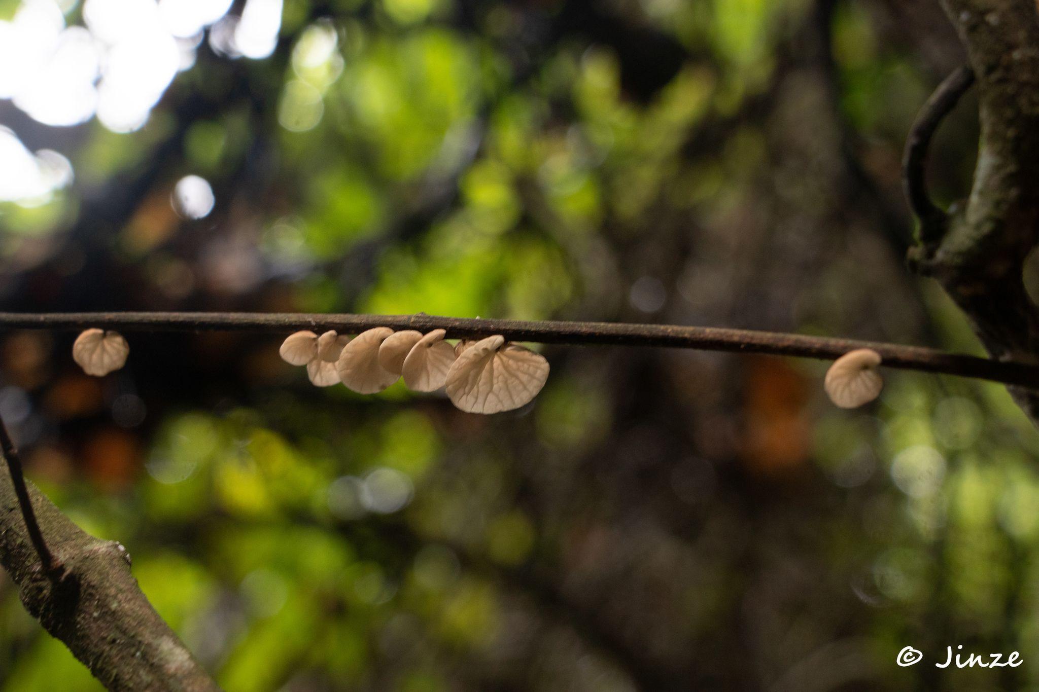 Marasmius tenuissimus