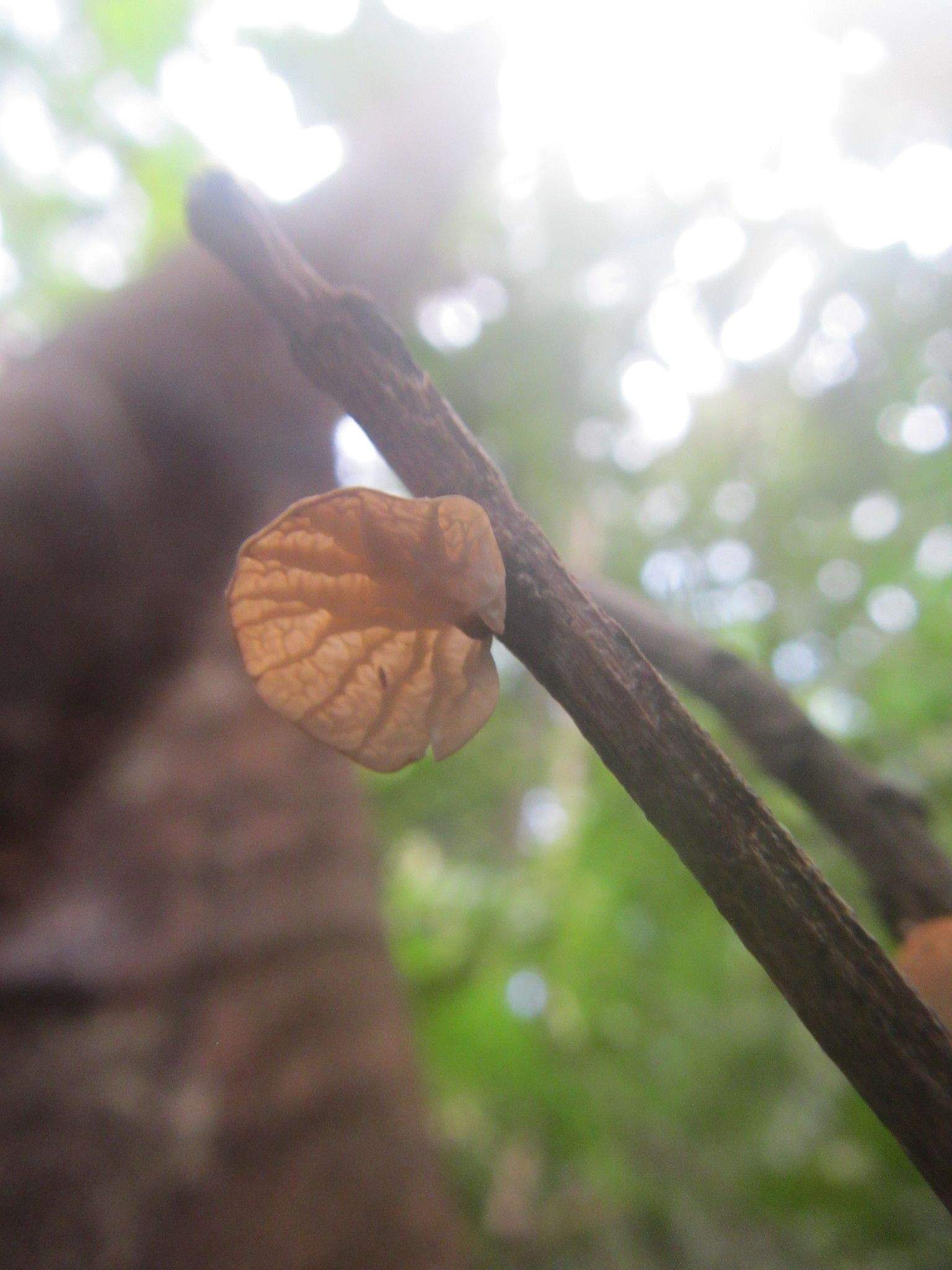 Marasmius tenuissimus