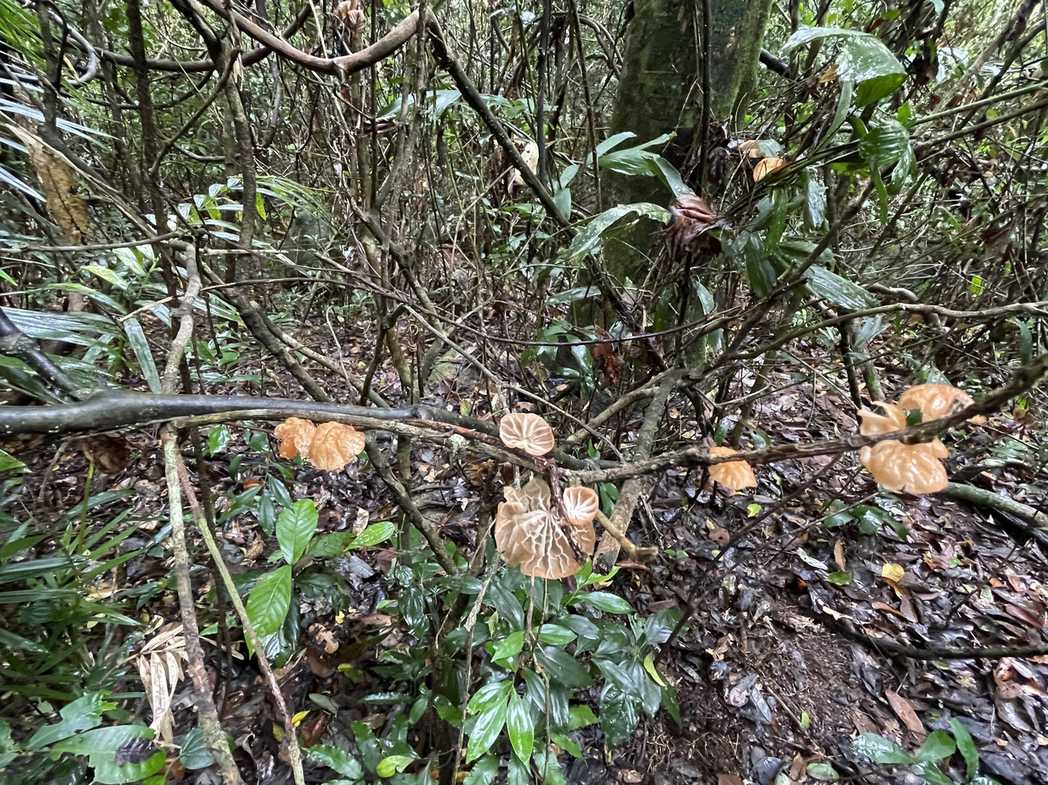Marasmius tenuissimus