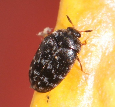 Trogoderma glabrum
