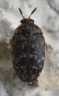 Trogoderma glabrum