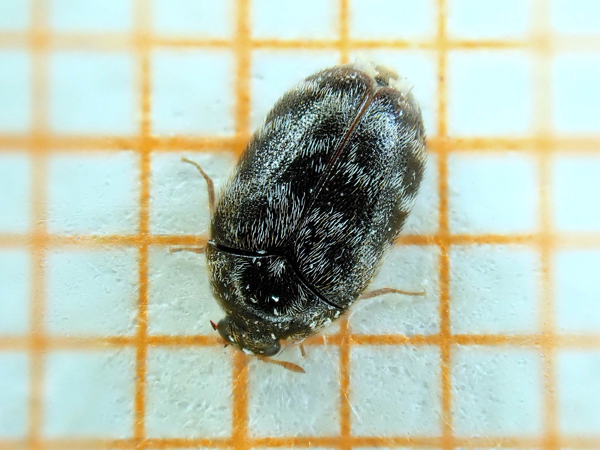 Trogoderma glabrum