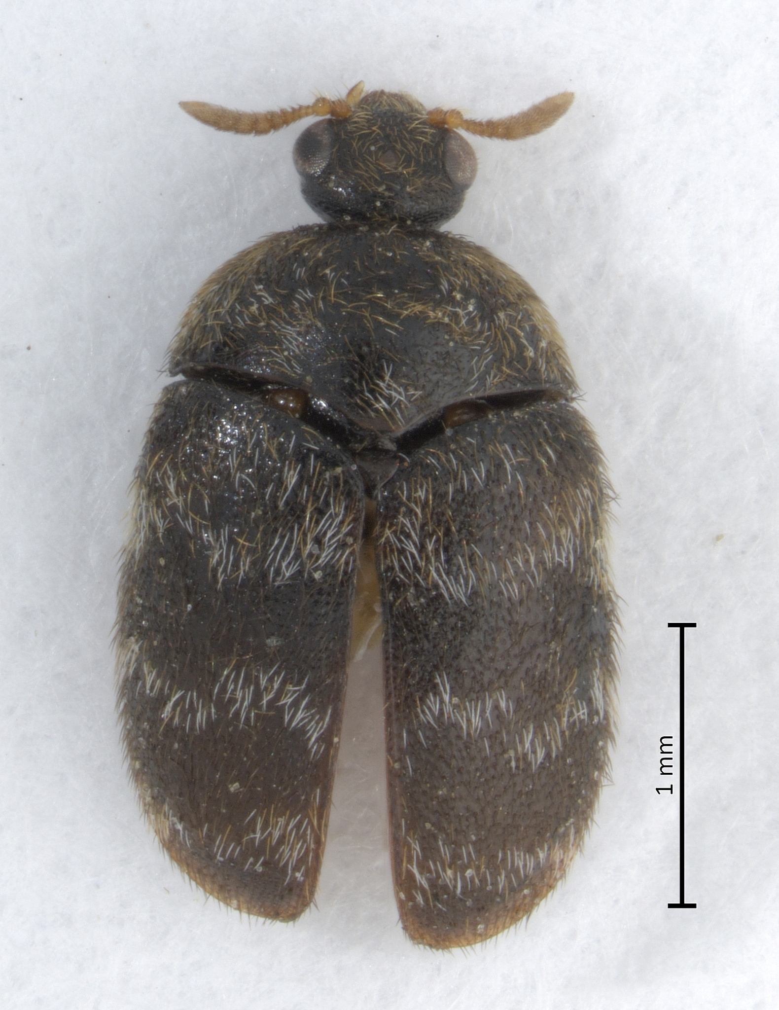 Trogoderma glabrum