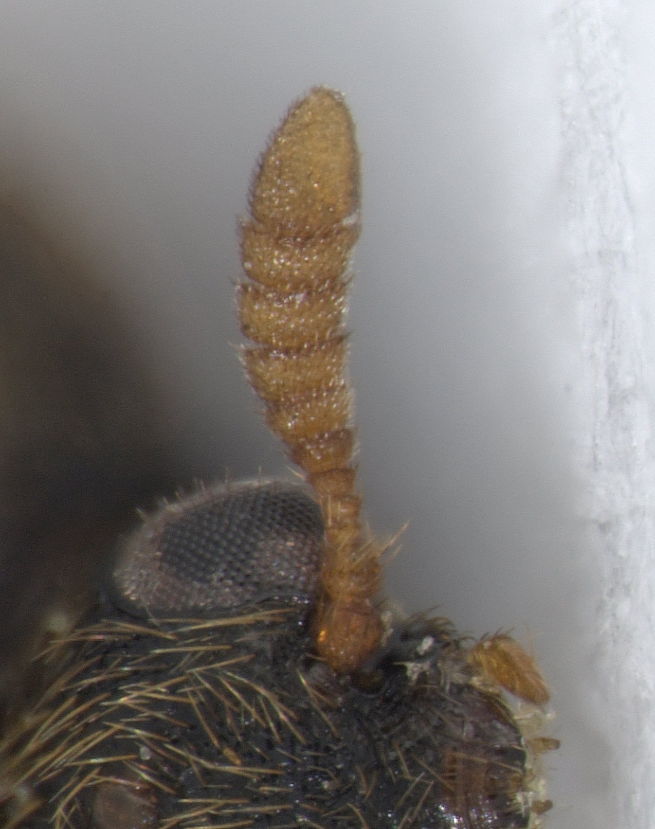 Trogoderma glabrum